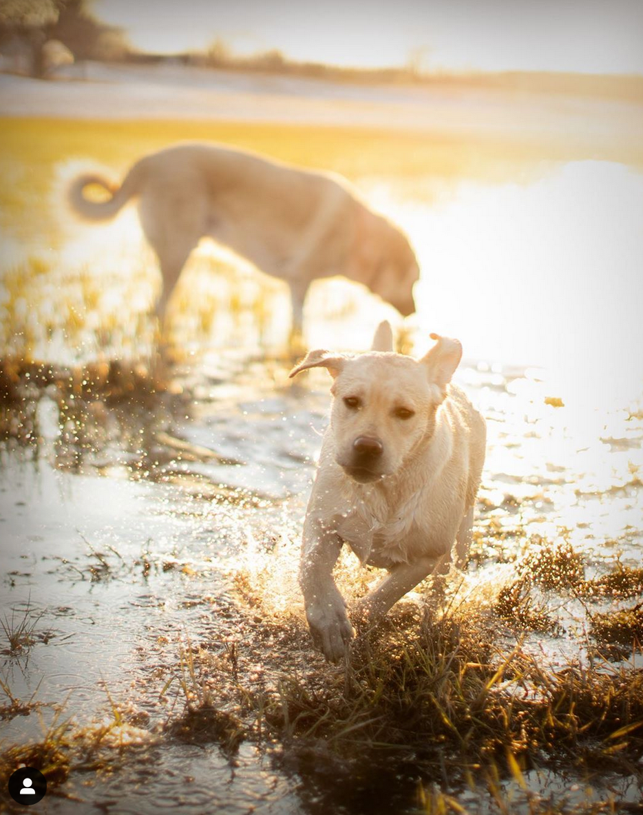 Understanding Dog Zoomies: What They Are And Why Dogs Get Them – Loose 