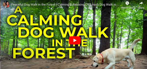 The Joys of Walking Your Dog Off-Leash in the Woods