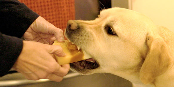 Candy Corn Popsicles - Easy DIY Dog Treat Recipe