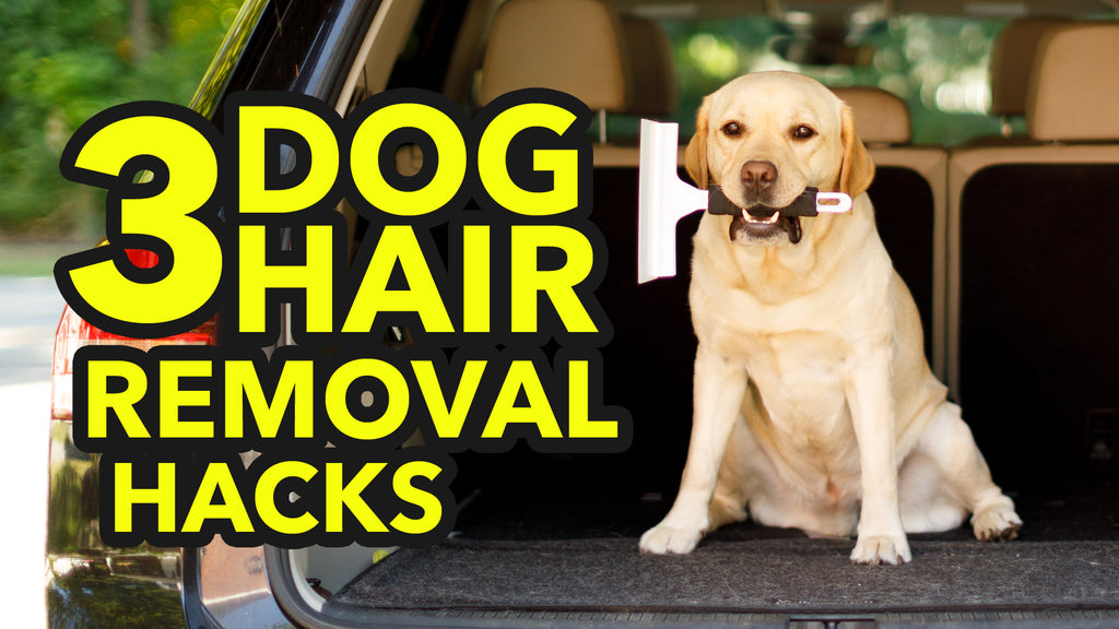 Best way to clean dog hair out of car best sale