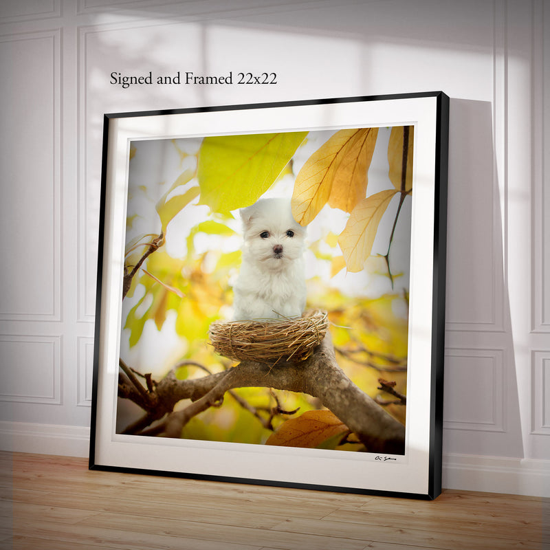 BIRDIE Dog Art Print - Maltese Bird Nest Wall Decor