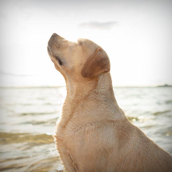 Sunny Dog Art Print - Labrador Coastal Beach House Wall Decor