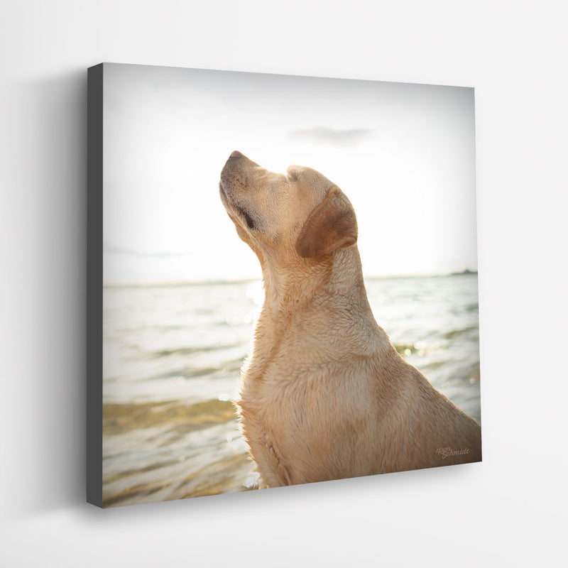 Sunny Dog Art Print - Labrador Coastal Beach House Wall Decor