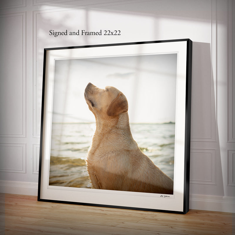 Sunny Dog Art Print - Labrador Coastal Beach House Wall Decor